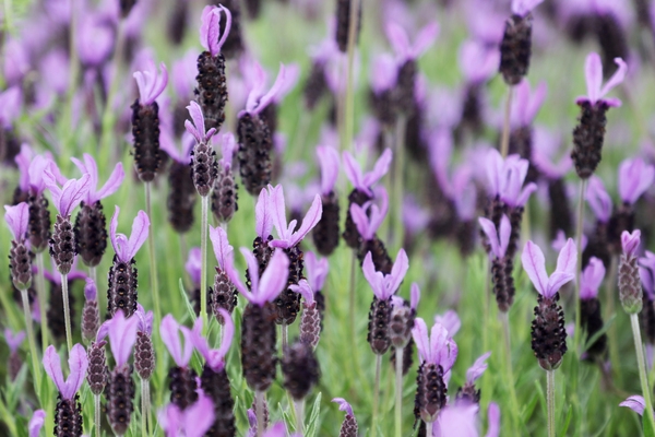 안좌면 퍼플섬 라벤더 002 2