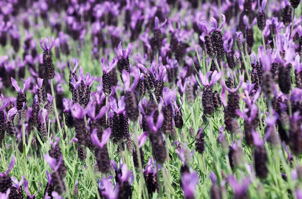 안좌면 퍼플섬 라벤더 002 5