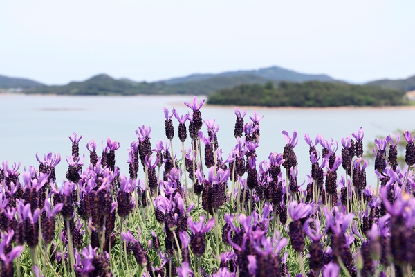 안좌면 퍼플섬 라벤더 002 1