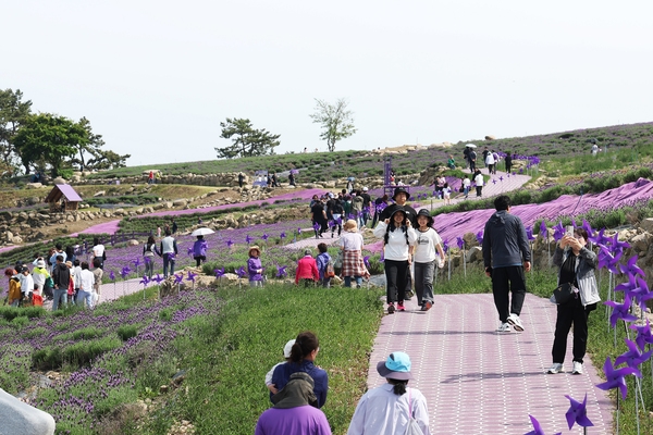 안좌면 퍼플섬 라벤더 003 2