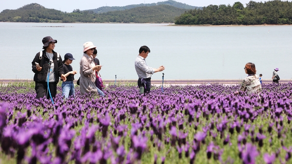 안좌면 퍼플섬 라벤더 003 3