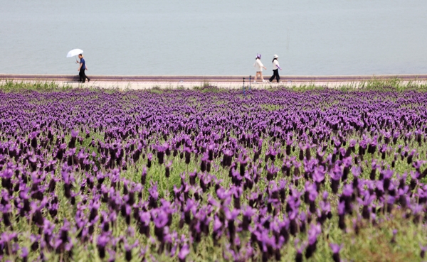 안좌면 퍼플섬 라벤더 003 4