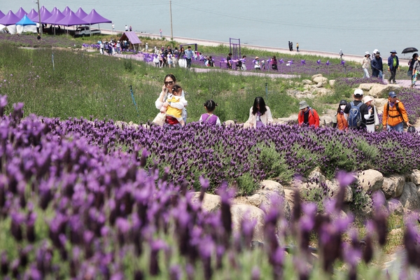 안좌면 퍼플섬 라벤더 003 5