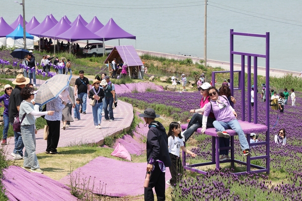 안좌면 퍼플섬 라벤더 003 6