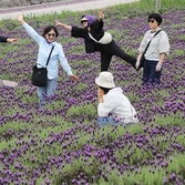 안좌면 퍼플섬 라벤더 003