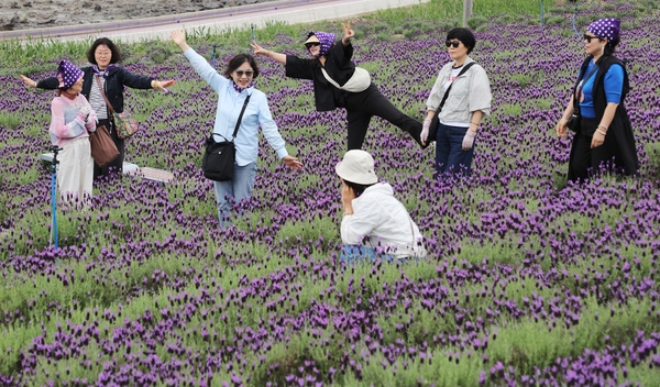 안좌면 퍼플섬 라벤더 003 1