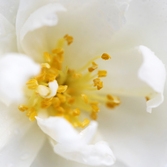 압해 분재공원 흰 애기동백