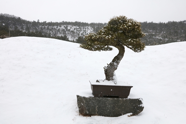 눈 내리는 분재공원 001 3