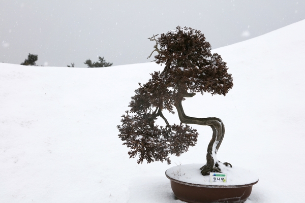 눈 내리는 분재공원 001 5