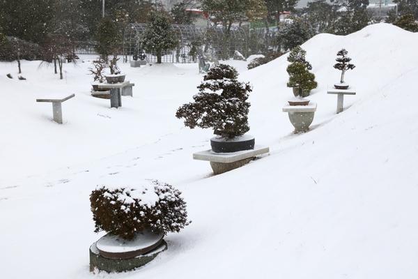 눈 내리는 분재공원 001 6