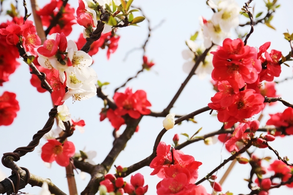 압해 분재공원 명자나무일월성꽃 1
