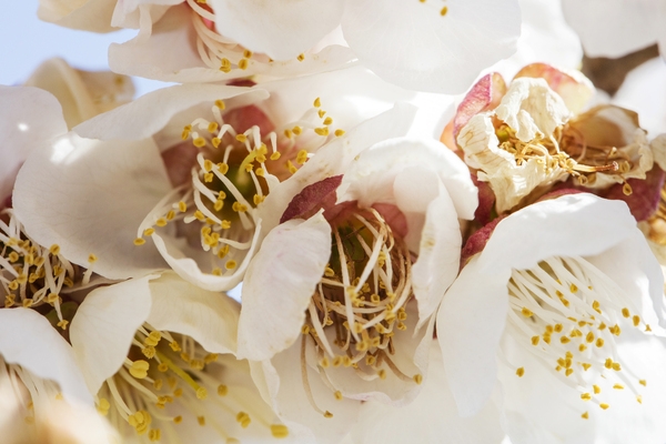 압해 분매리 매화나무꽃 2