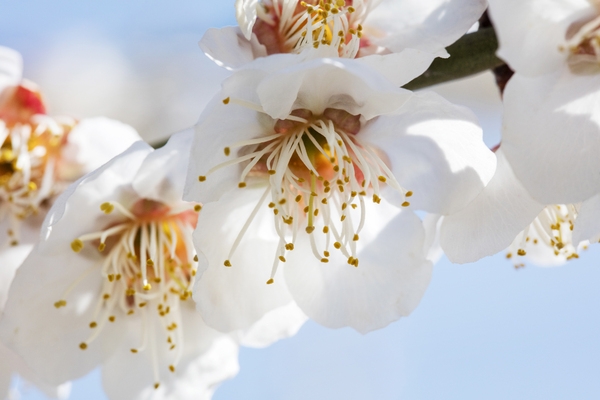 압해 분매리 매화나무꽃 3