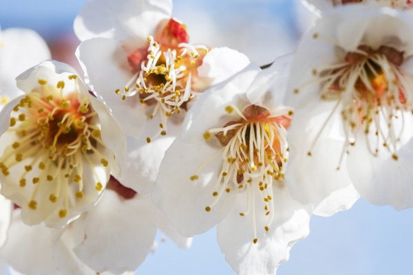 압해 분매리 매화나무꽃 4