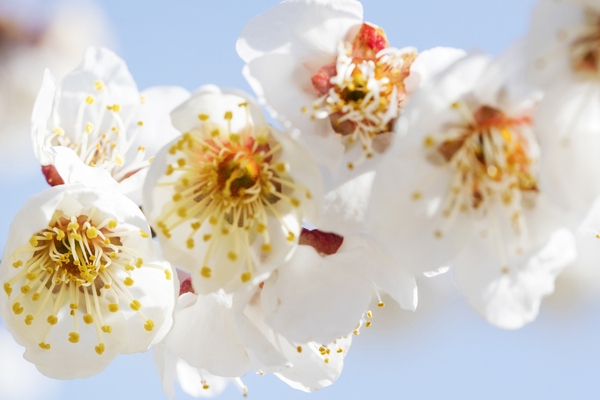 압해 분매리 매화나무꽃 5