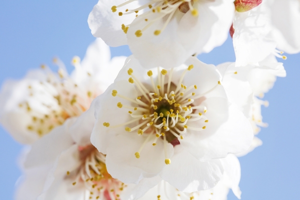 압해 분매리 매화나무꽃 6