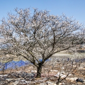 압해 분매리 매화나무꽃