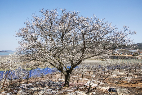압해 분매리 매화나무꽃 1