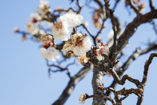 압해 분재공원 매화꽃 2