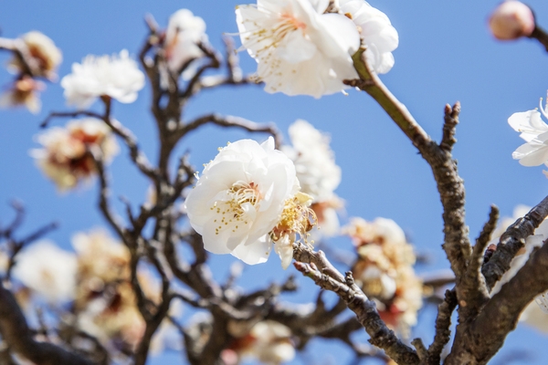 압해 분재공원 매화꽃 3