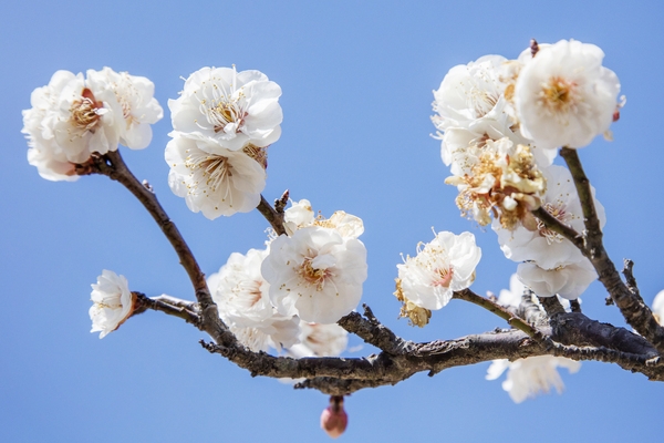 압해 분재공원 매화꽃 4