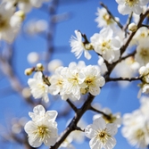 압해 분재공원 매화꽃