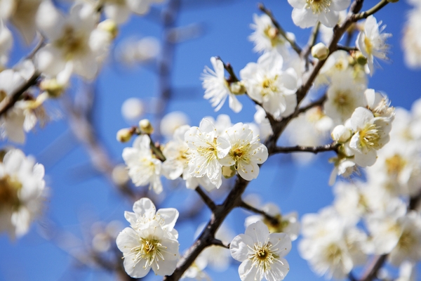 압해 분재공원 매화꽃 1