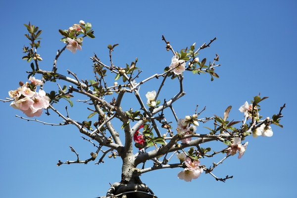 압해 분재공원 홍매화꽃 2