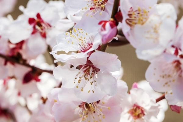 압해 분재공원 홍매화꽃 3