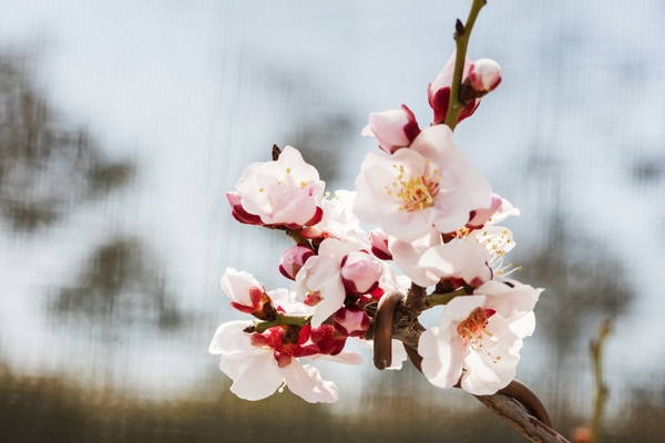 압해 분재공원 홍매화꽃 4