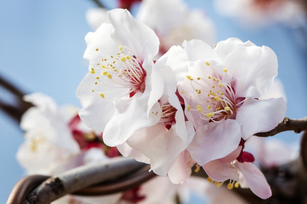 압해 분재공원 홍매화꽃 5