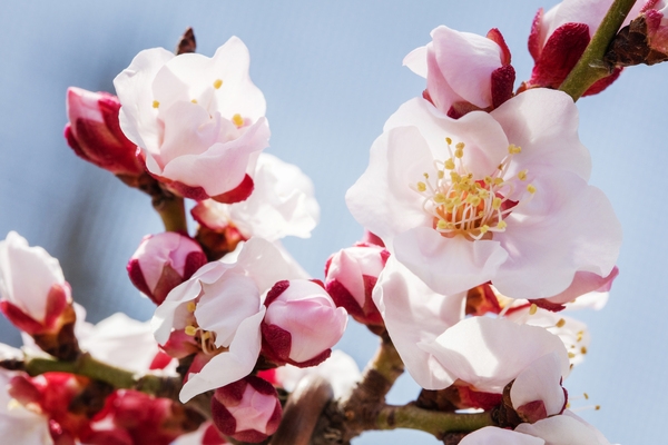 압해 분재공원 홍매화꽃 6