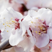 압해 분재공원 홍매화꽃