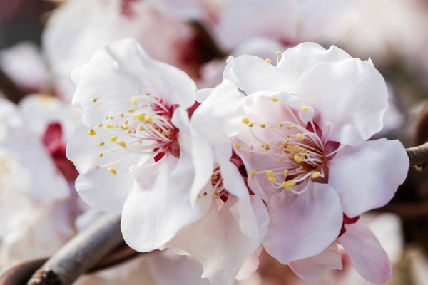 압해 분재공원 홍매화꽃 1