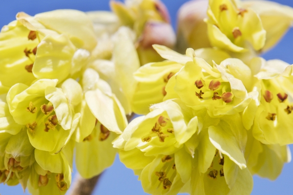 압해 분재공원 히어리꽃 2