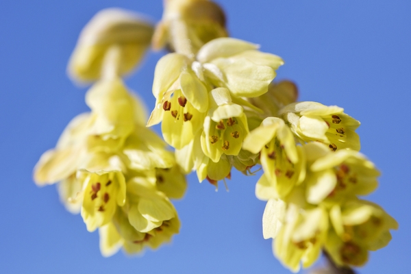 압해 분재공원 히어리꽃 3