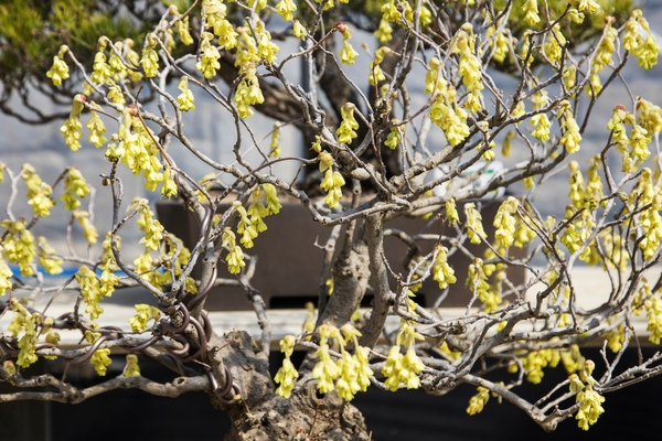 압해 분재공원 히어리꽃 4