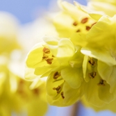 압해 분재공원 히어리꽃