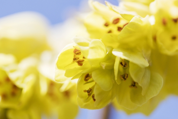 압해 분재공원 히어리꽃 1