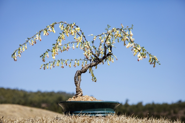 압해 분재공원  2
