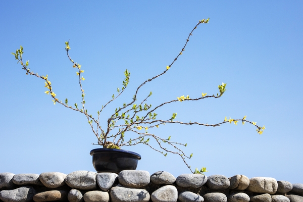 압해 분재공원  3