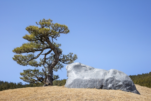 압해 분재공원  4