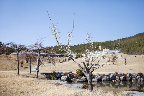 압해 분재공원  6