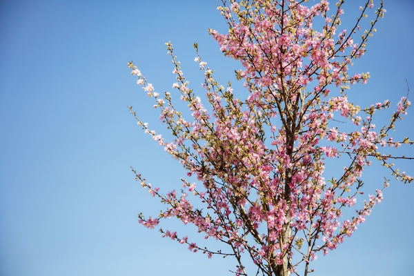 압해 분재공원  1