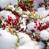 눈 오는 날 분재공원