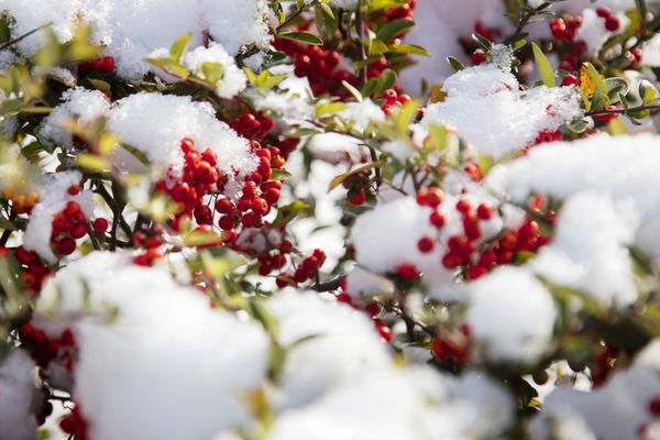 눈 오는 날 분재공원 1