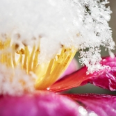 눈 오는 날 애기동백꽃 002