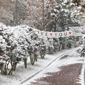 압해읍 눈 오는 날 분재공원 애기동백 001