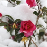 압해읍 눈 오는 날 분재공원 애기동백 002