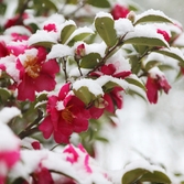 압해읍 눈 오는 날 분재공원 애기동백 003